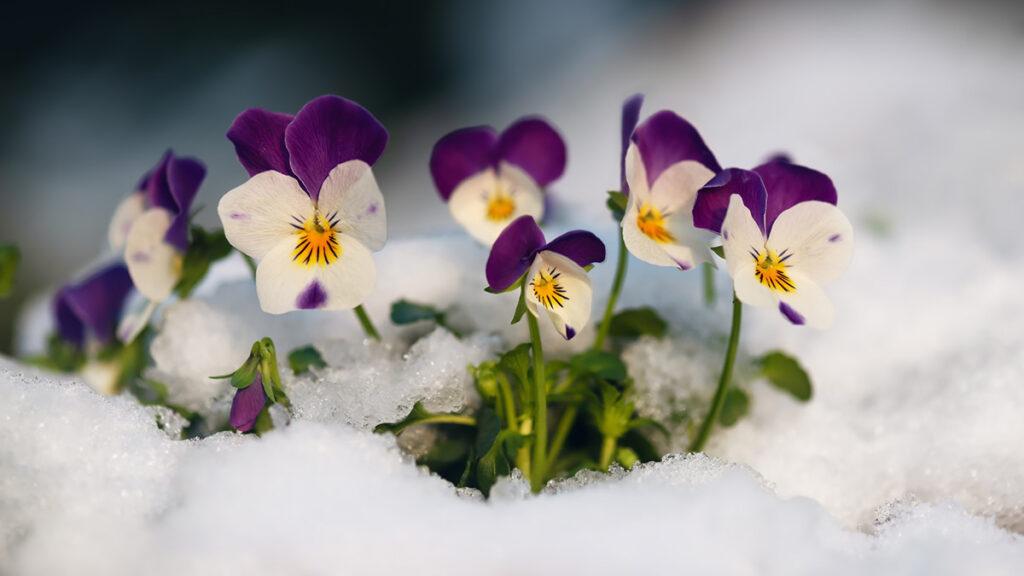 Beautiful colorful horned pansy flowers at springtime in garten