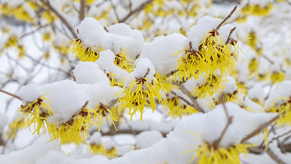 Hamamelis mollis Pallida Blüte im Schnee