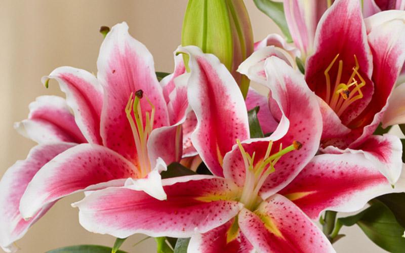 hypoallergenic flowers asiatic lilies