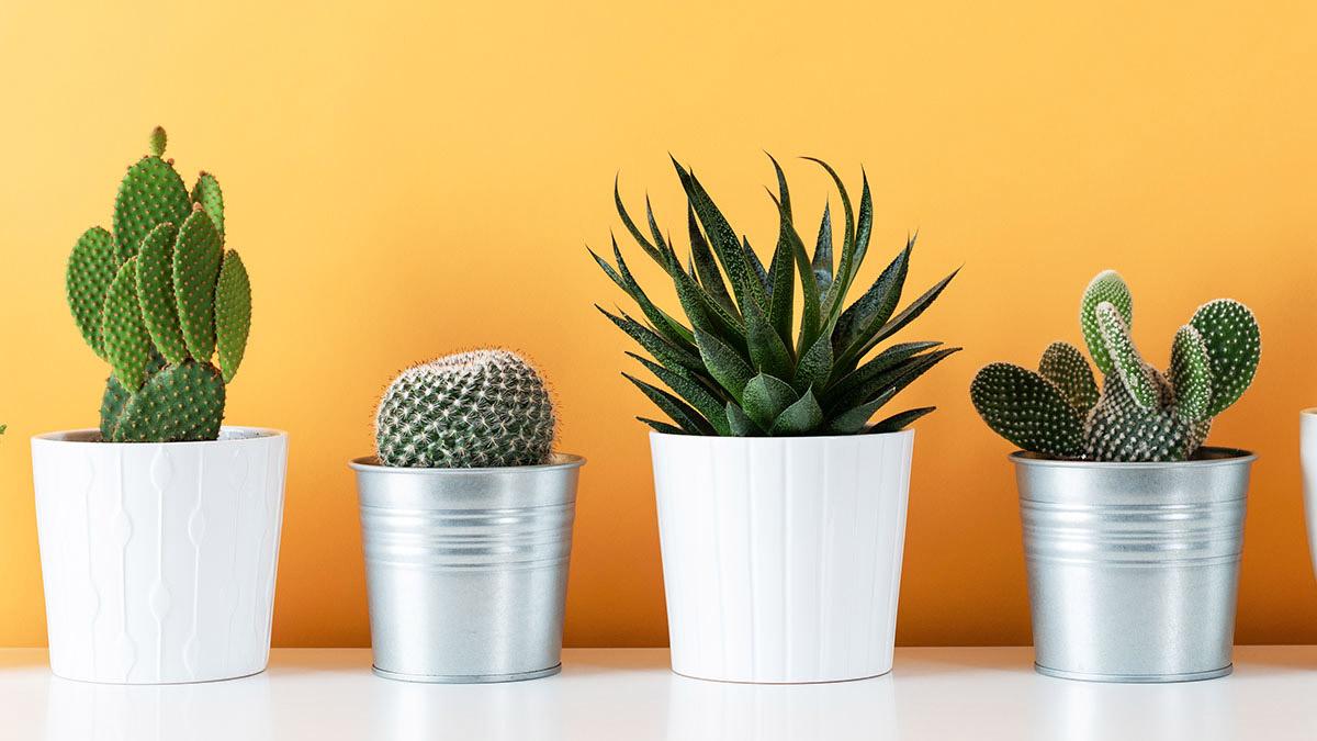 Modern room decoration. Collection of various potted cactus and succulent plants on white shelf against warm yellow colored wall. House plants banner.