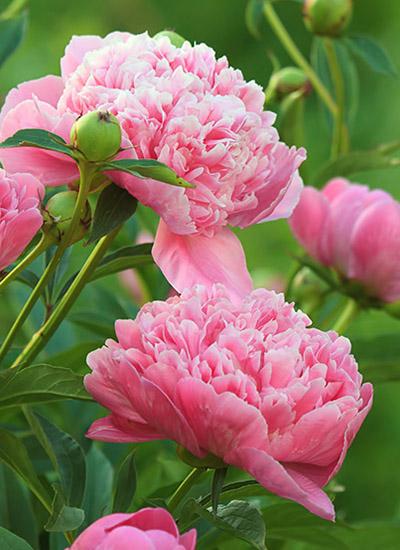 peony care pink peonies growing