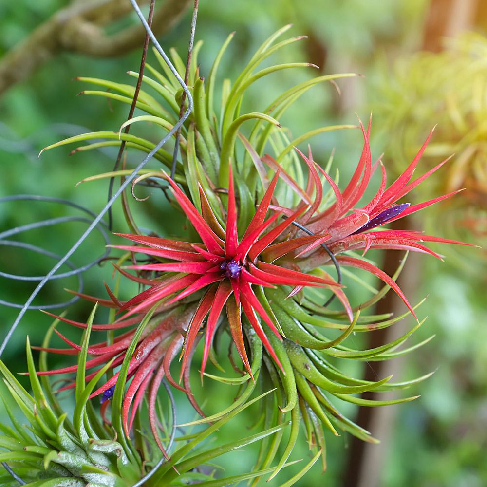 types of air plants Tillandsia