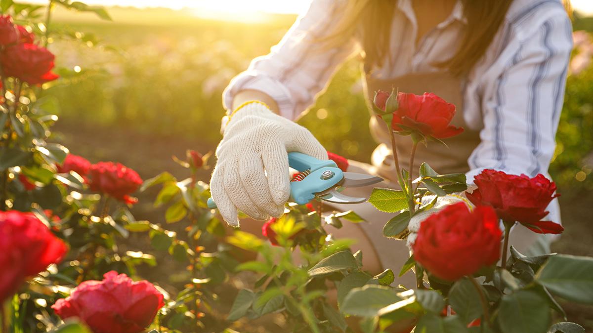 june birth flowers pruning rose