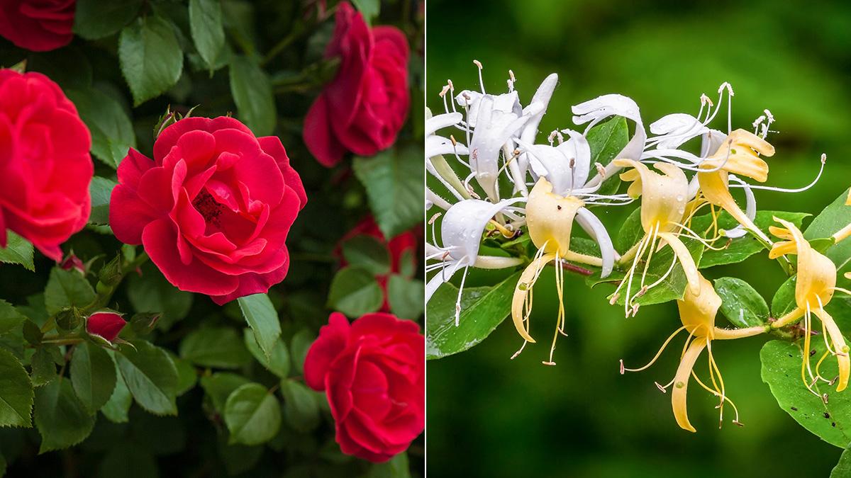 june birth flowers