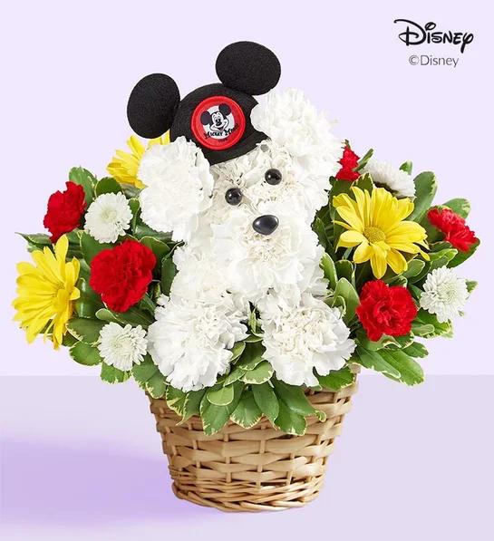 kindergarten graduate a DOG able Disney Mickey Mouse