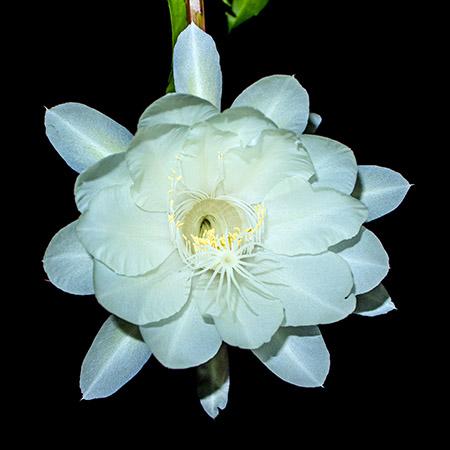 Epiphyllum anguliger. blooming flower in Indonesia called Wijaya