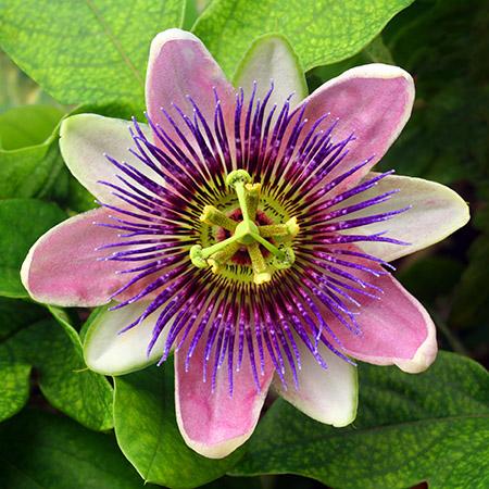 Passion flower  passiflora