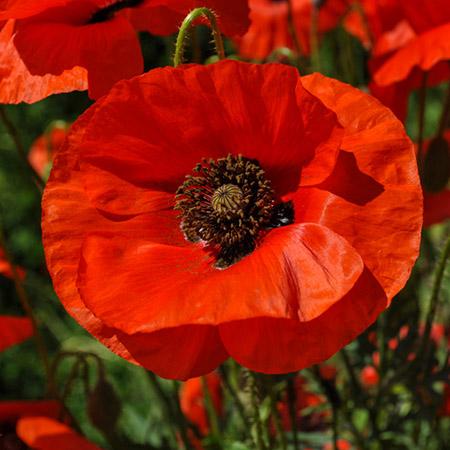 red poppy in a field